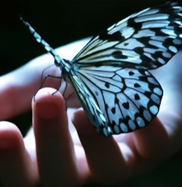 papillon sur une main ouverte